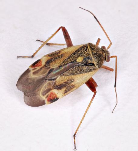Polymerus unifasciatus